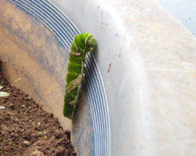 �R�O����A�A�ؔ��Ƀn�}���Ă�