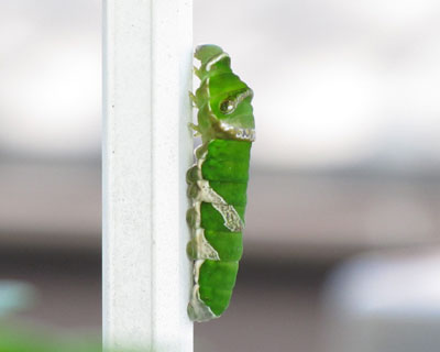 ��ɂ��Ă���������Ă�������{���Ĉړ��J�n