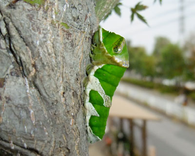 ��������X���ԁA���܂�̋��̃L���J���̉��̃��~�W�Ɍ��߂�