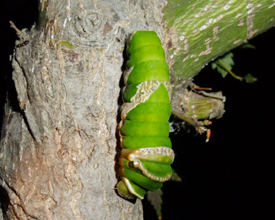 ��ɂȂ��ċt����