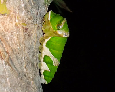 ���ꂪ�ł����̂��A���ɖ߂���