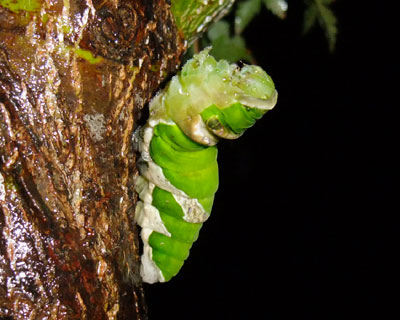 ���J�̂��Ȃ��ɂ̂������Ď������H