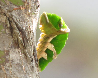 �Q���Ԃ��炢�����瑫�������Ă�