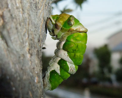 �������ۂ�