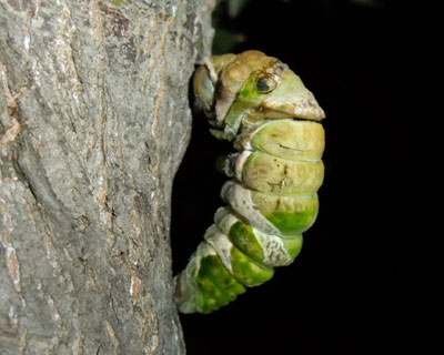 �L�w���i��