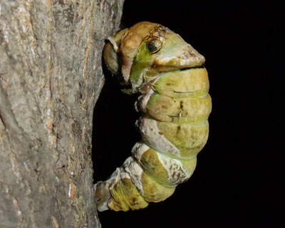 ���낻��E�������Ȃ̂�