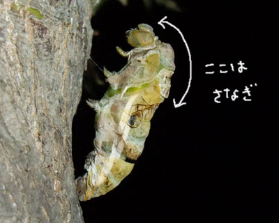 �ڂ𗣂��������ɓ����o�Ă�