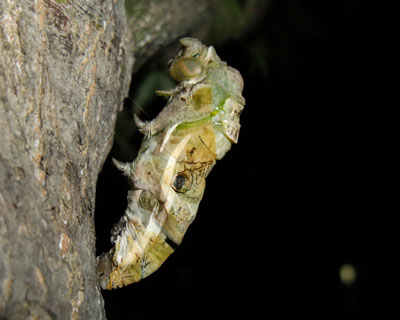 ���Ƒ��̊Ԃ��c�������藣��Ă�H