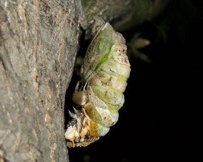 ���ڂ�����낷