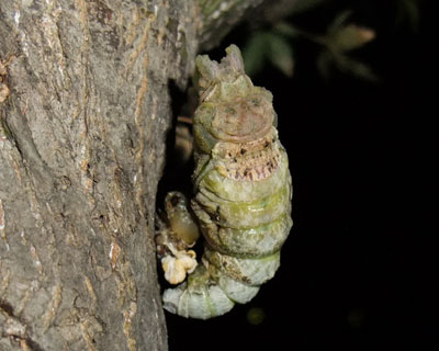 �����˂�