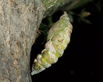 �S�����炢���˂��ĕ���������