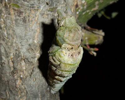 �V�l�炵�����M�Ȃ����ɂ��L�w