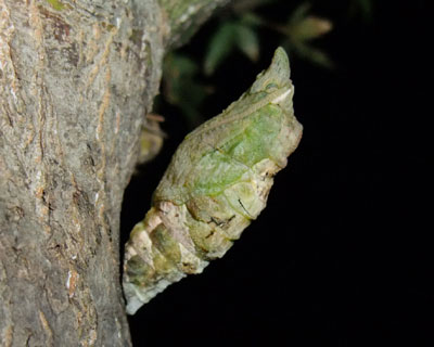 �����w�؂��L�тĂ���