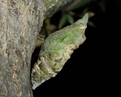 �ӂ񂼂�Ԃ���