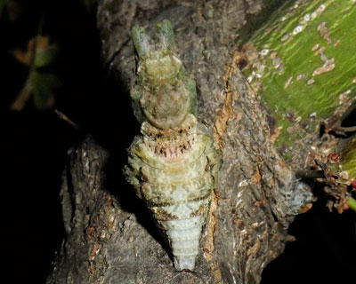 ���K�������Ȃ����Ă�