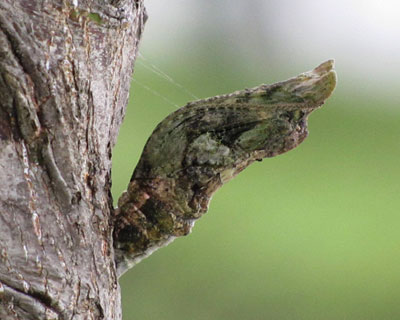 �����ɂ͂���ɃG�������ɂȂ��Ă���