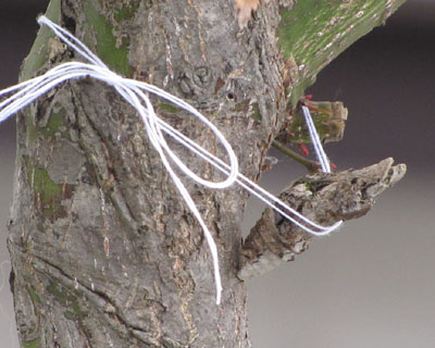 �Ƃ肠�����N�����Ă݂�