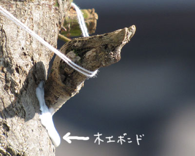 ���K���x���Ă�����