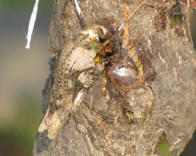 ���ɂ������ǁA���Α����猩���Ƃ���