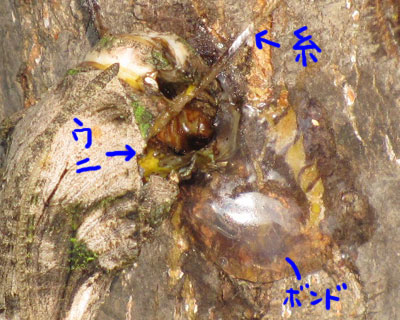 ���g�͉��F���h���b�Ƃ����E�j��