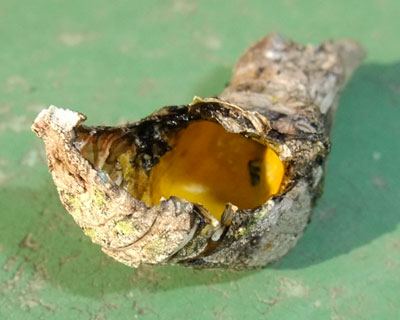 �N���ɐH��ꂽ�́H