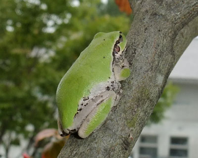 �X��������x�����_�ɑ؍݂����A�}�K�G��