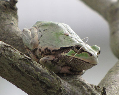 ���̖тŋC�����Q���邱�Ƃ��Ȃ�