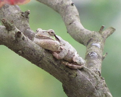 �������������ŗp�ӂ���