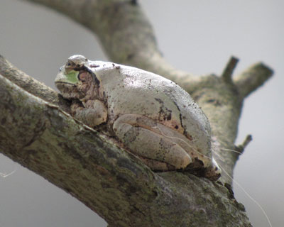 �~�ɂȂ�O�ɂ����Ǝp��������