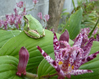 ����ɃA�}�K�G�����Z��ł���