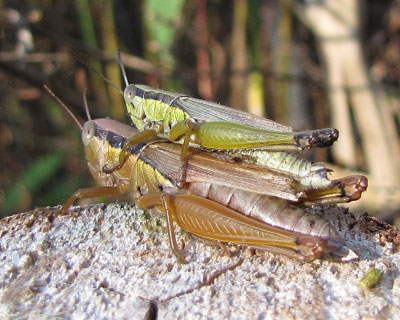 �F�Ⴂ�ł���荞��