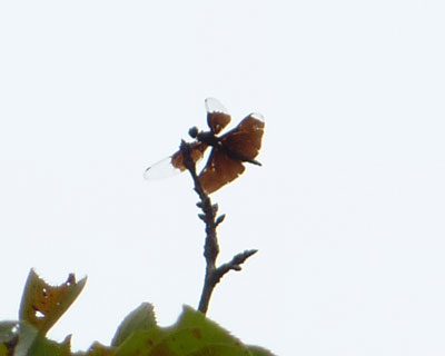 �V�h�̃`���E�g���{