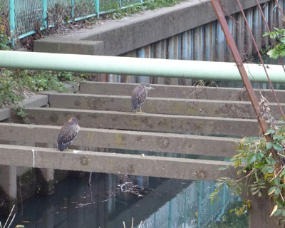 ����ȂƂ���ɃS�C�T�M��J���Z�~������