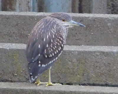 ���͉�������