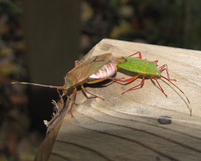 �w���N�k�M�J�����V�Ɏ��Ă�