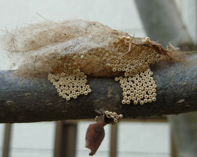 �q���V�������h�N�K�̗�����