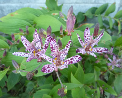 �z�g�g�M�X���炭���A�����^�e�n�͏�����