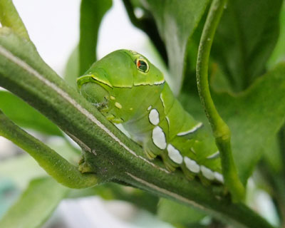 �X���I���A���N�Ō�̃C�������