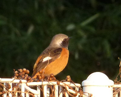 ���N�͏��Ȃ��C������W���r