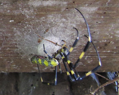 �W�����E�O�������낻��I��