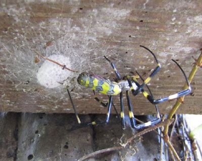 ���ł����H