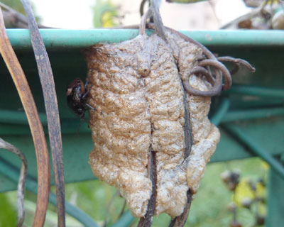 �J�}�L������̗��ɏZ��ł��J�����V