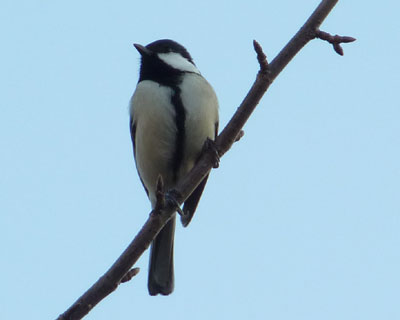 �����Ƃ��Ă�悤�ŁA���͊炪�~�܂�Ȃ�