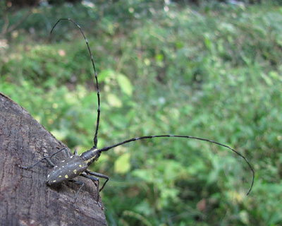 �d���Ȃ��̂��H�L�{�V�J�~�L��