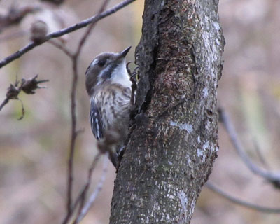 �ŋߑ������R�Q��