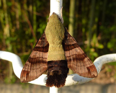 �q���N���z�E�W���N���ȁH