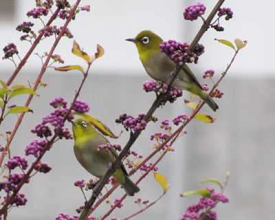 ���������Q�H�ł���Ă���