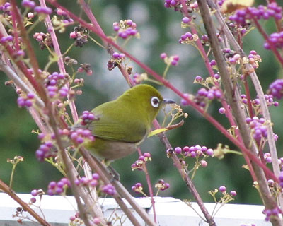 �P�������炢�H�ב����Ă�