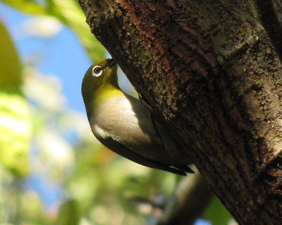 �L�c�c�L���W��