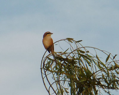 ���N�̃��Y�͏o������